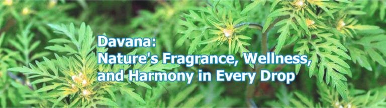 Davana Plant