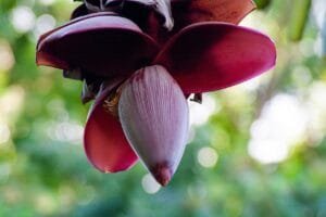 banana flower 