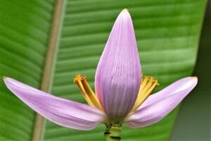 banana flower 