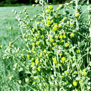 Davana Plant