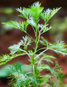 Davana Plant