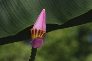 banana flower 